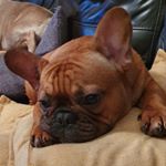 Profile Picture of David Norcross (@northcross_french_bulldogs) on Instagram