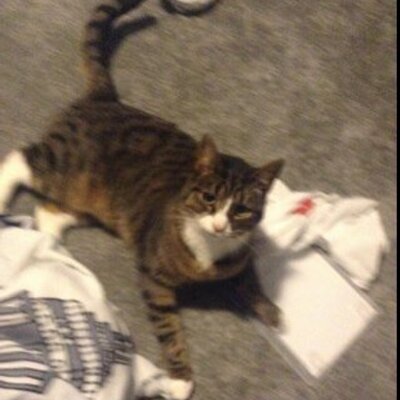 Profile Picture of David Rout (@drout20394) on Twitter