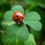 Profile Picture of Leila  Daoud (@loutchkafood) on Youtube