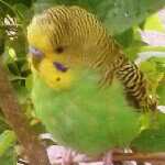 Profile Picture of greeny bluey sunny greeny ll (@the_parakeets) on Instagram