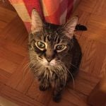 Profile Picture of Bobby (@what.about.bobs) on Instagram