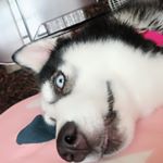 Profile Picture of 茉莉 (@yuitang789) on Instagram