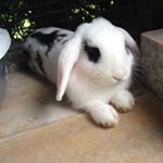 Profile Picture of Leo Scheller (@leoman10000) on Instagram