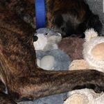 Profile Picture of Josh Sandromina (@joshsandro123) on Instagram