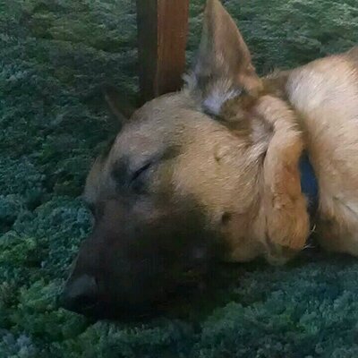 Profile Picture of Tom Pichette (@PichetteTom) on Twitter