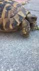 Profile Picture of   So this is my new turtle... (@gedaanimals) on Tiktok