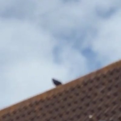 Profile Picture of Mark The Pigeon (@MarkThePigeon) on Twitter