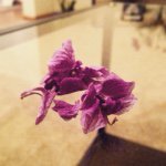 Profile Picture of Tasneem Chowdhury (@tasneem.shortcake) on Instagram
