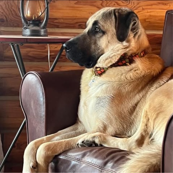 Profile Picture of Stacey Currier (@flossum35) on Poshmark