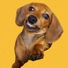 Profile Picture of Judith (@@judith.dachshund) on Tiktok