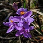 Profile Picture of Robin S. Cope Jr (@conservation.act) on Instagram