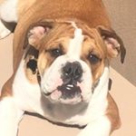 Profile Picture of JohnnyCash (@cash.englishbulldog) on Instagram