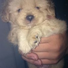 Profile Picture of Melisa. Silva (@Melisasilva429) on Twitter