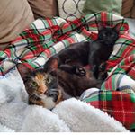 Profile Picture of Ginger & Stout (@gingerandstout) on Instagram