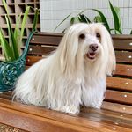 Profile Picture of Tommy 🐶 (@tommy.coton) on Instagram