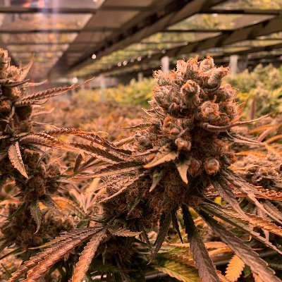 Profile Picture of Glen Hope (@CBGsuppliers) on Twitter