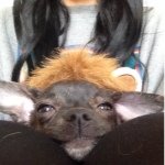 Profile Picture of Shyla Peanut Hanson (@shylaoffical) on Instagram