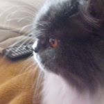 Profile Picture of Boris Levitas (@baruch1955) on Instagram