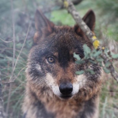 Profile Picture of Isaac Amador Olmos (@isaacamador96) on Twitter