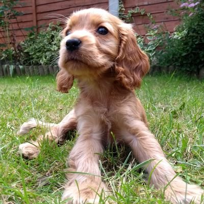 Profile Picture of 👻 Boo!-barb 👻 (@rhubarbfourpaws) on Twitter