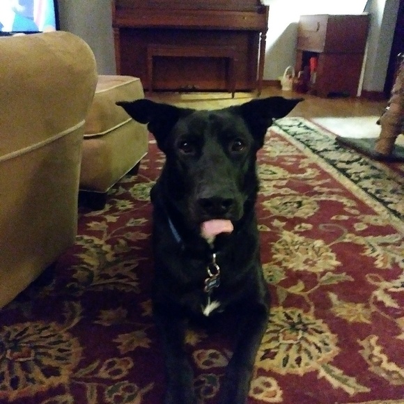 Profile Picture of Josie Thompson (@josie_ginge) on Poshmark