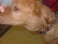 Profile Picture of Lymphoma in animals - Wikipedia, the free encyclopediaon Wikipedia