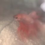 Profile Picture of Albert Costa De Wahre (@albertdefish10) on Instagram