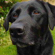 Profile Picture of Thomas Barry (@thomasbarry7523) on Youtube