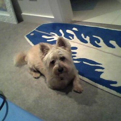 Profile Picture of Jesse Kehoe (@jessman353) on Twitter