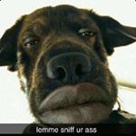 Profile Picture of Josh Burks (@meme.page.42069) on Instagram