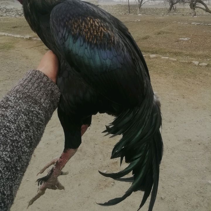 Profile Picture of syed yazdani (@syedyazdani7) on Tiktok