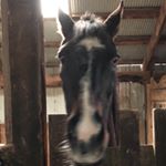 Profile Picture of Janet Driscoll (@jdriscoll1963) on Instagram