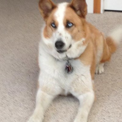 Brian Kitagawa - Twitter Profile Picture of Brian Kitagawa (@BrianandCandace) on Twitter