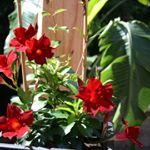 Profile Picture of Cheryl Hackett (@cherylhackett4) on Instagram