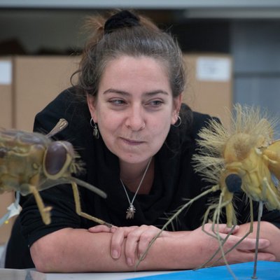 Profile Picture of Dr Erica McAlister (@flygirlNHM) on Twitter