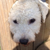 Profile Picture of Peter Crowe (@1968petercrowe) on Youtube