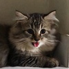 Profile Picture of cleopatra👑 (@@cattcleo) on Tiktok