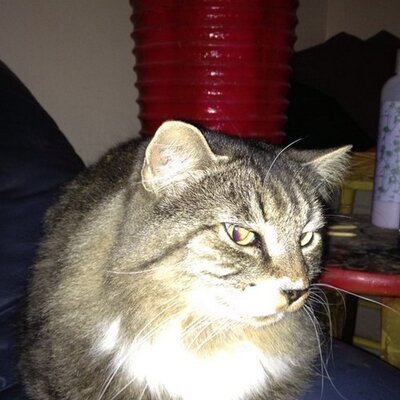 Profile Picture of Thomas Mctague (@tgmctague) on Twitter