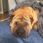 Profile Picture of Andrea Eaves (@andrea_eaves) on Instagram