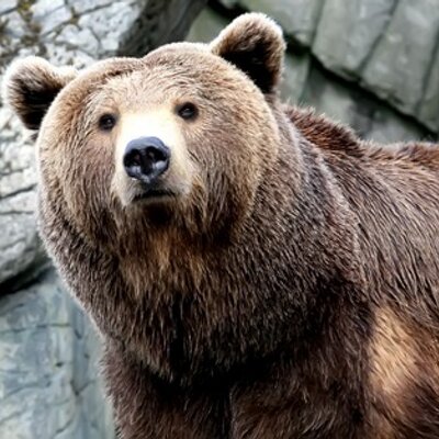 Profile Picture of Adrian Sanders Jr (@@ramblesofabear) on Twitter