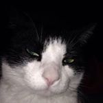 Profile Picture of Tracey Ladd Albee (@laddalbee) on Instagram