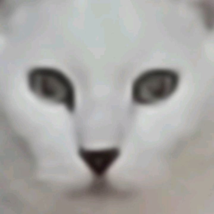 Profile Picture of Austin Knoll (@memelordsince2007) on Tiktok