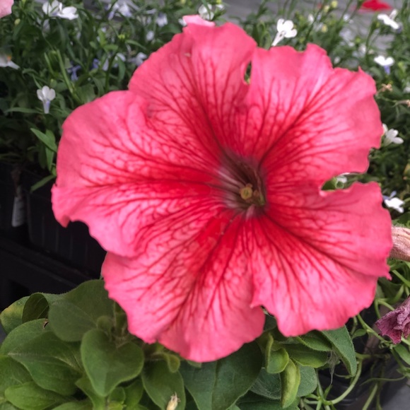 Profile Picture of Makenzie Beith (@makb55) on Poshmark