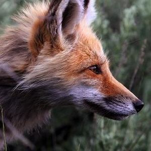 Profile Picture of Old Fox (@_oldfox_) on Myspace