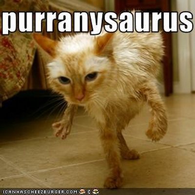 Profile Picture of Oliver Shaun Byrne (@GingerKittyRex) on Twitter