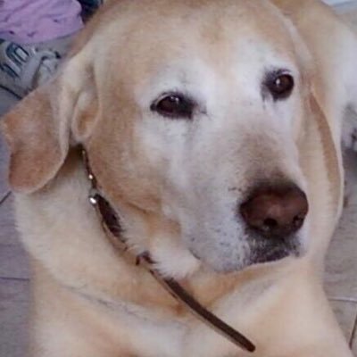 Profile Picture of Calcaterra Marc (@CalcaterraMarc) on Twitter