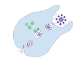 Profile Picture of Phagolysosomeon Wikipedia