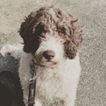 Profile Picture of Neil Bird (@neil0954) on Instagram