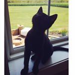 Profile Picture of Harold Murphy (@harrypawtter) on Instagram