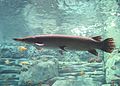 Profile Picture of Alligator gar - Wikipediaon Wikipedia